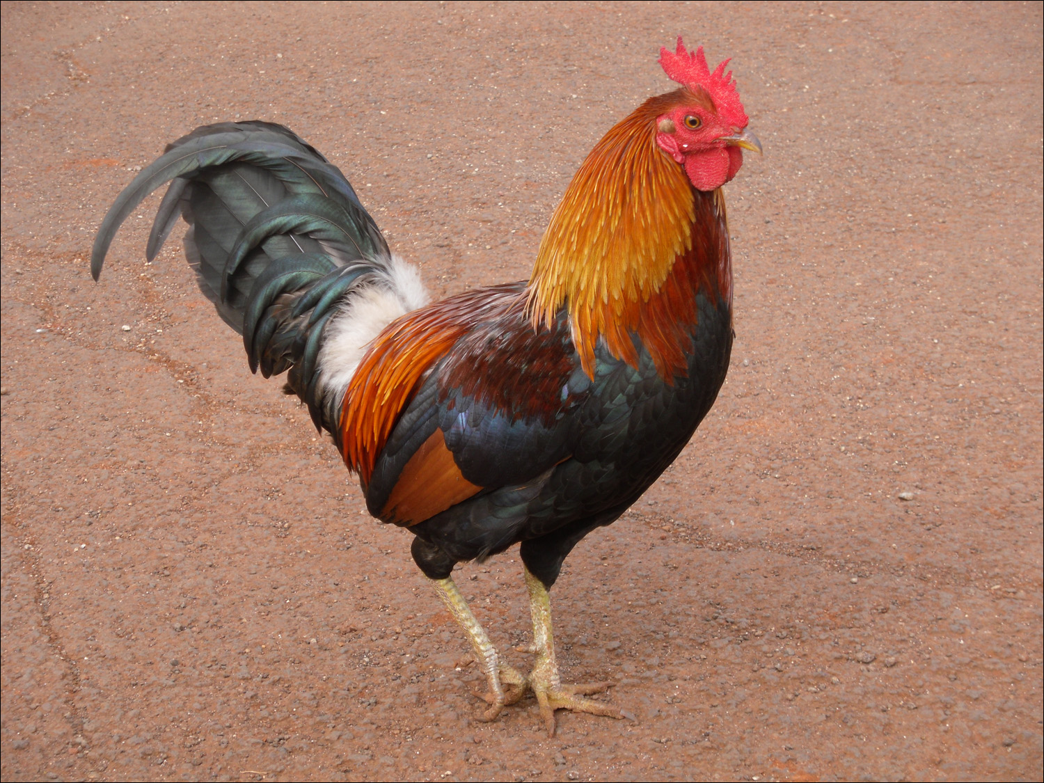 Local rooster